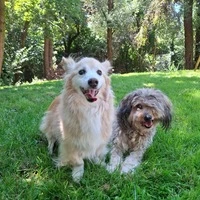 Bonny und Casey hoffen auf „Baustellen-Urlaub“ in einer tierlieben Familie
